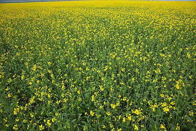 《足球经理2024》追加J联赛以及优化定位球战术的话题之中限时33%OFF